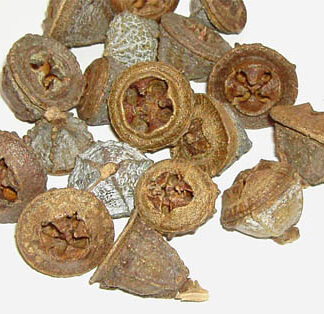 Eukalyptusfrüchte, ganz 100 g